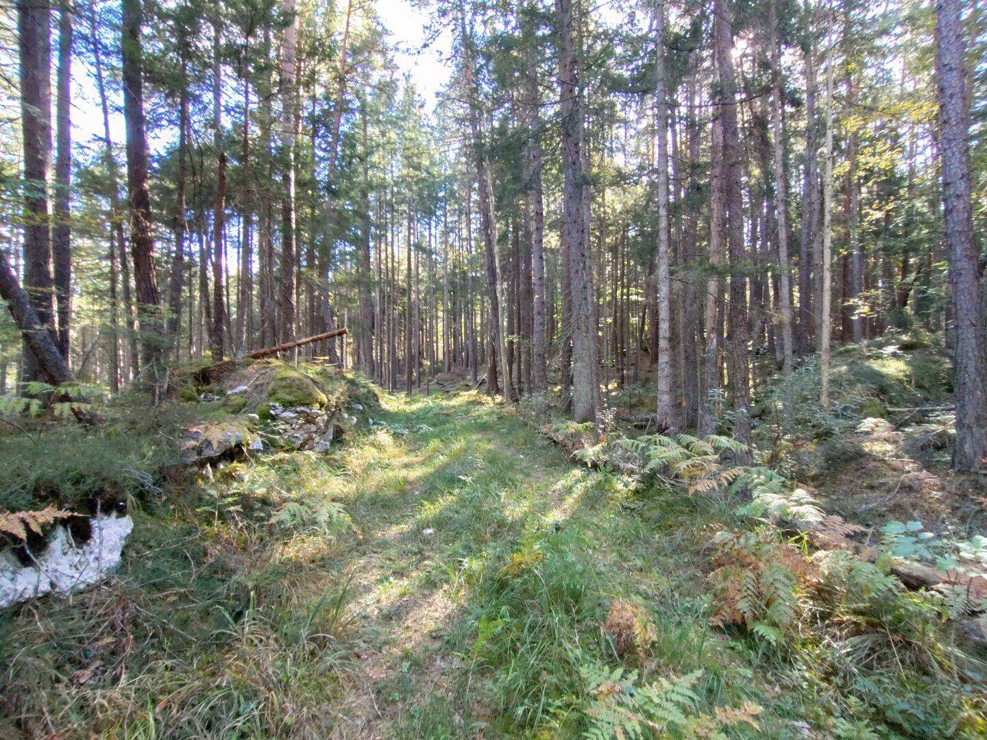 Ein sonniger Waldweg führt durch dichte Bäume und üppiges Grün.