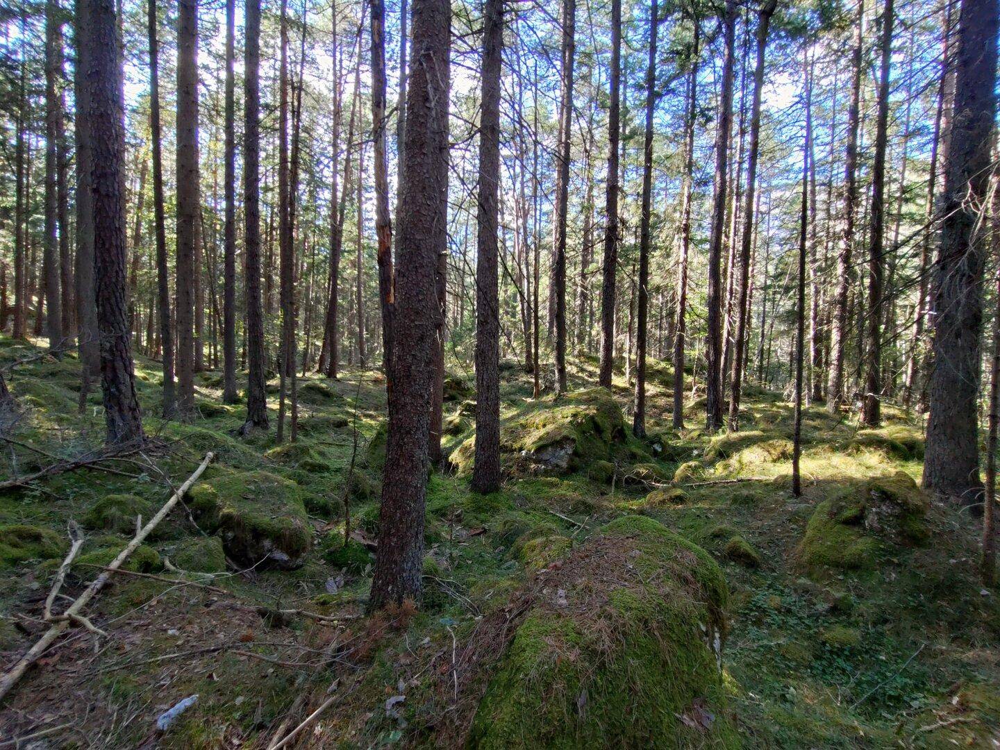 Moosbewachsene Felsen und Bäume in einem sonnigen Wald, der Ruhe ausstrahlt.