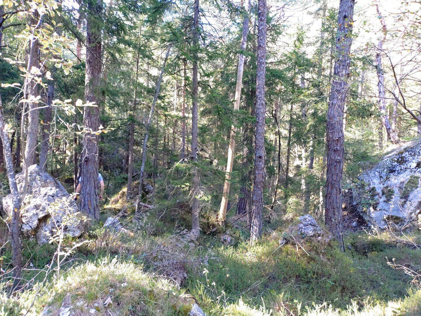 Heller Wald mit Felsen und jungen Bäumen, durch die das Sonnenlicht fällt.