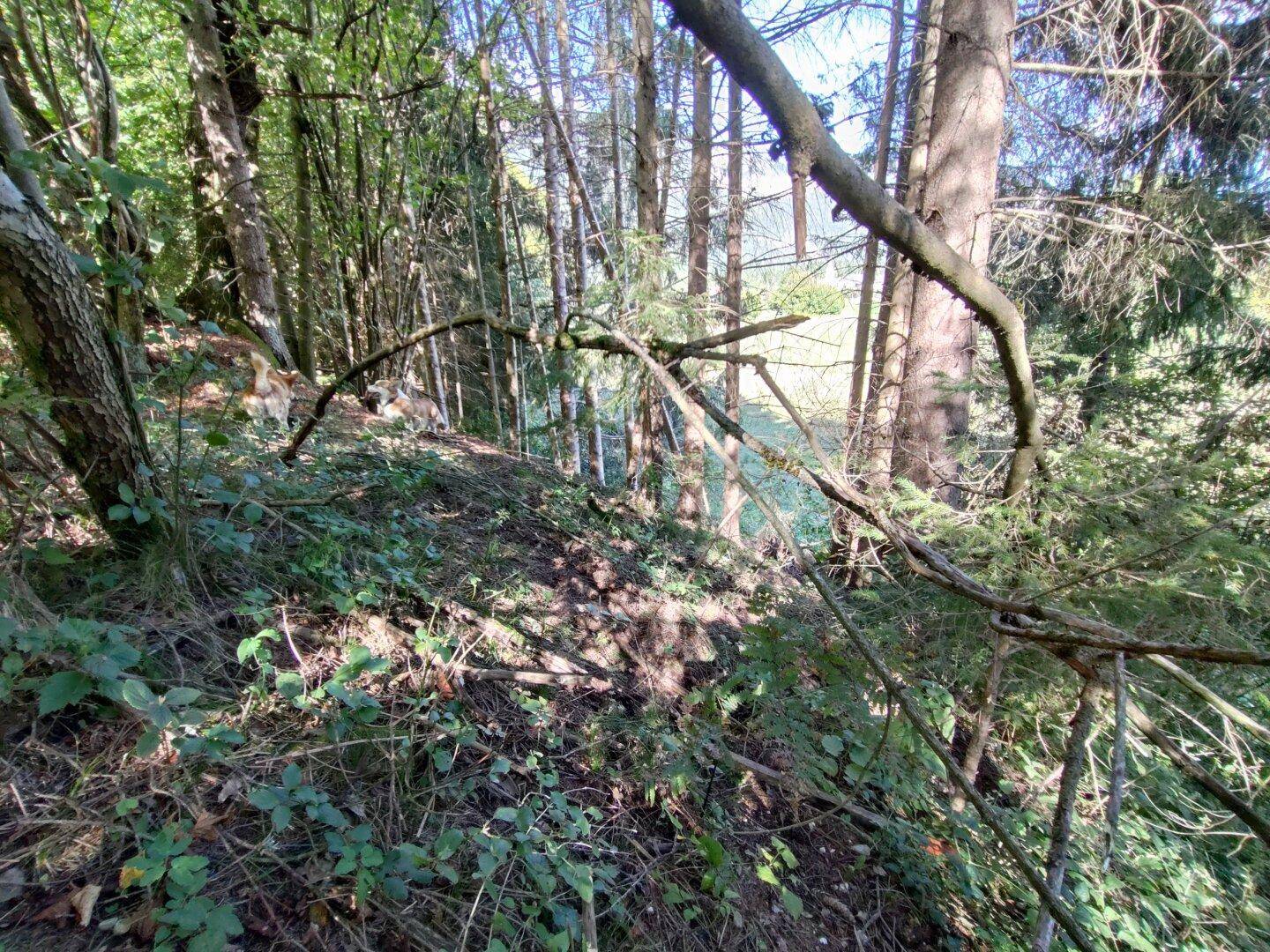 Naturbelassenes Waldstück mit dichtem Bewuchs und sonnigen Stellen, perfekt für Naturliebhaber.