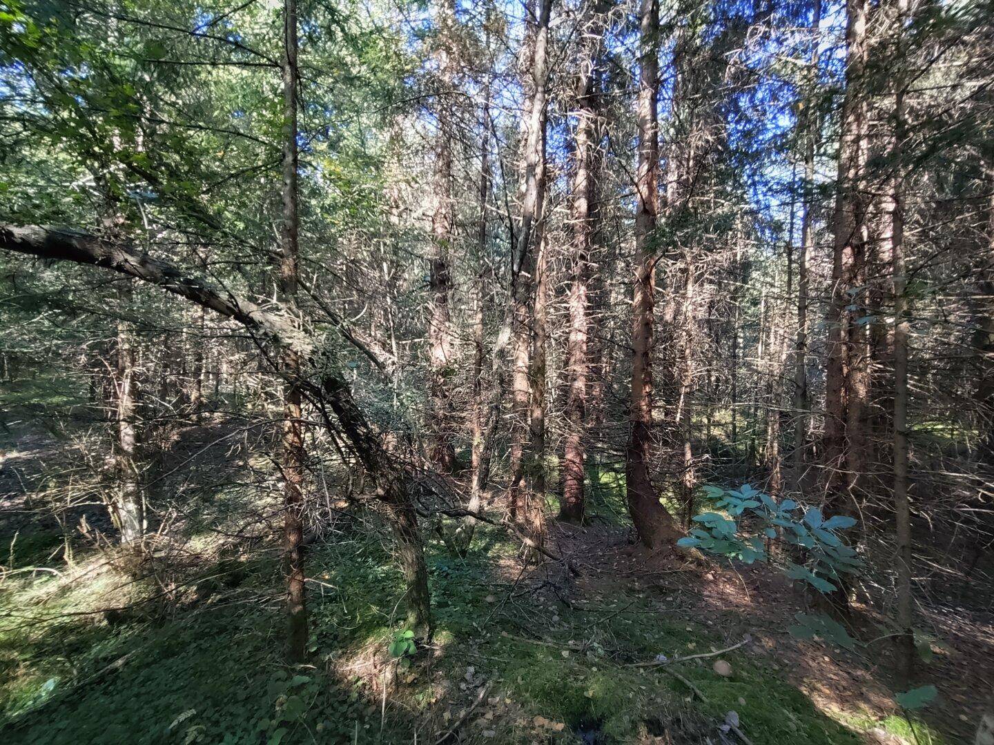 Sonnige Waldlandschaft mit hohem Baumbestand und natürlichem Untergrund, eine grüne Oase.