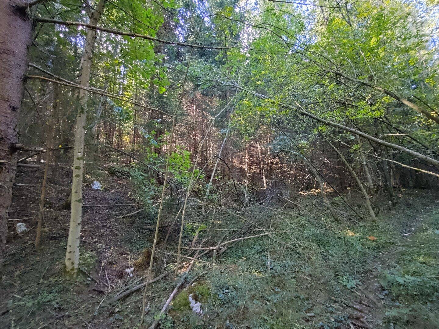 Dicht bewachsenes Waldgebiet mit vielen Bäumen und herabgefallenen Ästen, unberührte Natur.