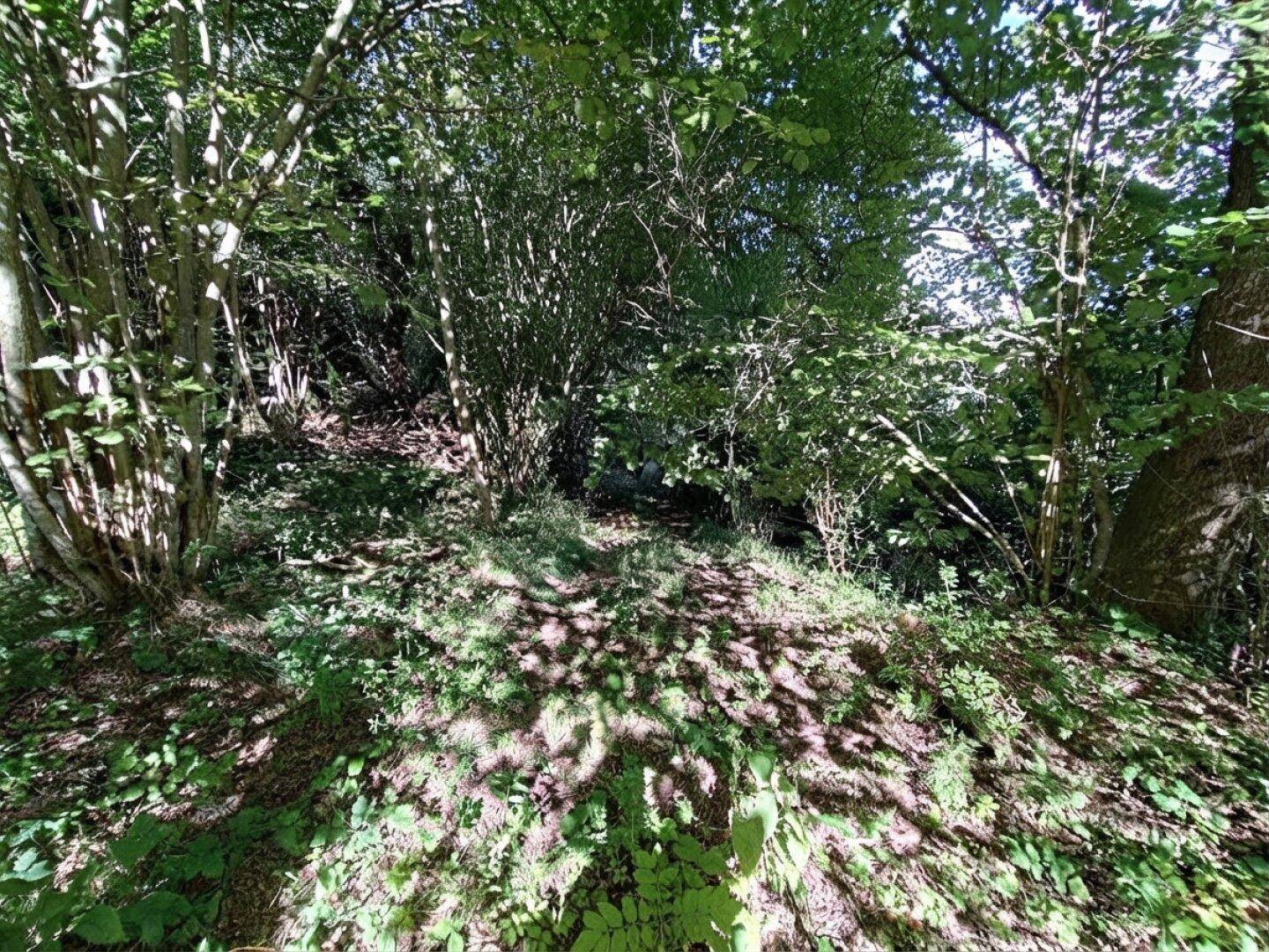 Sonnige Waldlichtung mit dichtem Buschwerk und natürlicher Vegetation, ein idyllischer Rückzugsort.