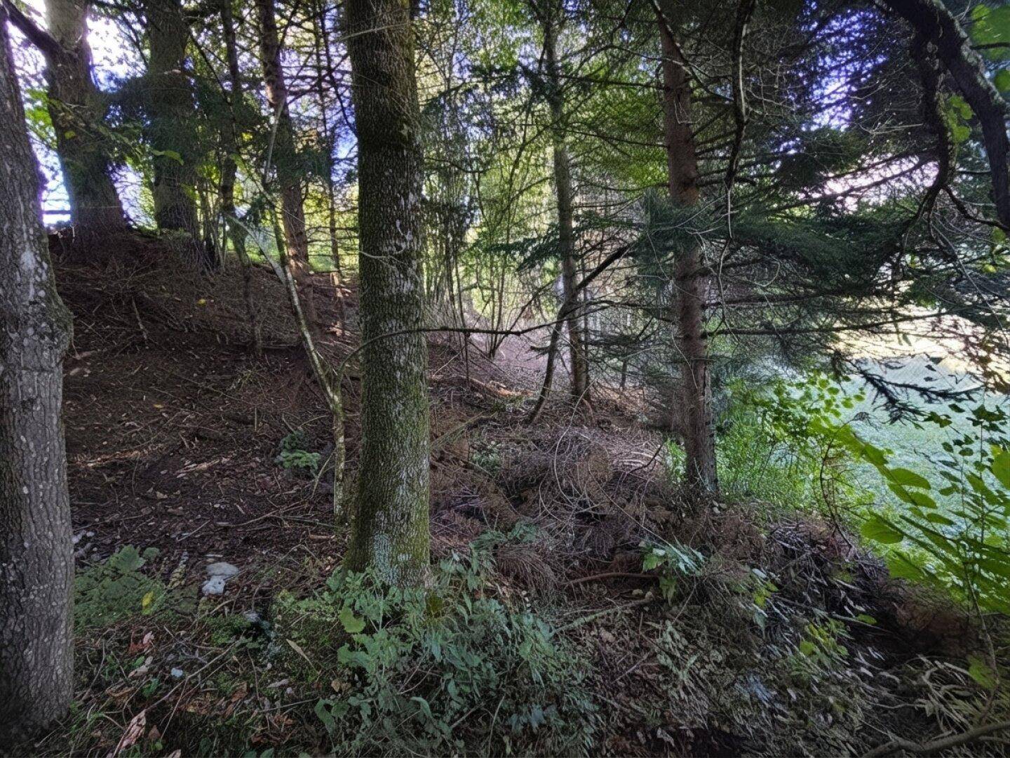 Dichter Wald mit Unterholz und Blick auf eine angrenzende Lichtung, die Ruhe und Natur bietet.