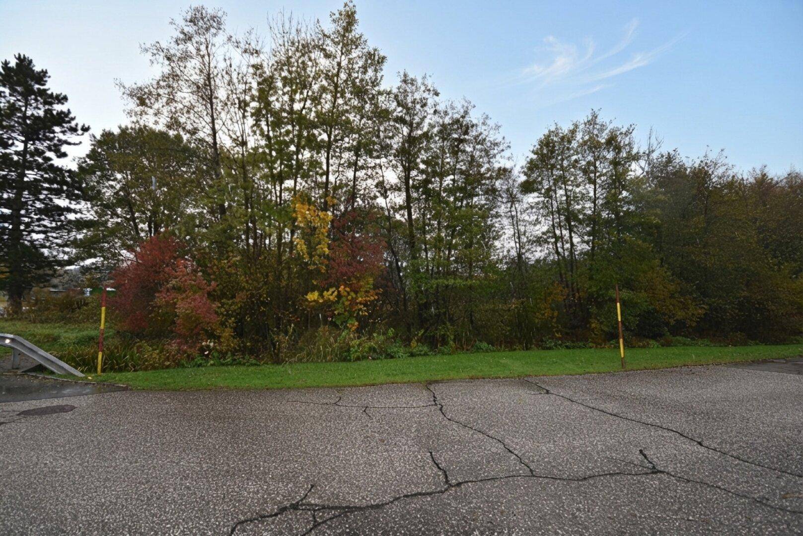 Rissiger Asphaltweg neben einer dicht bewachsenen Fläche mit Bäumen und Herbstlaub unter bewölktem Himmel.