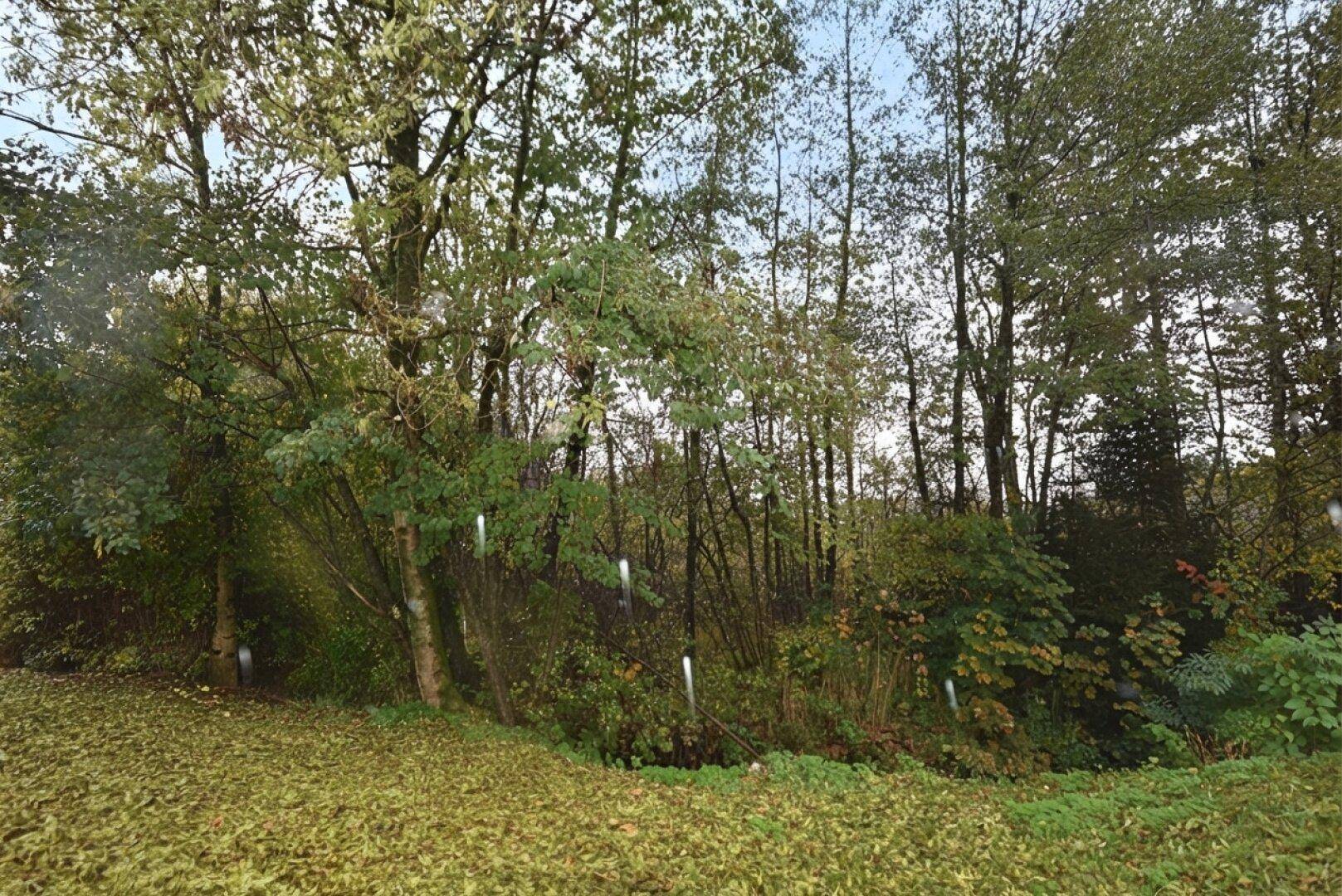 Dichter Waldrand mit jungen Bäumen und Sträuchern, die eine natürliche, unberührte Landschaft zeigen.
