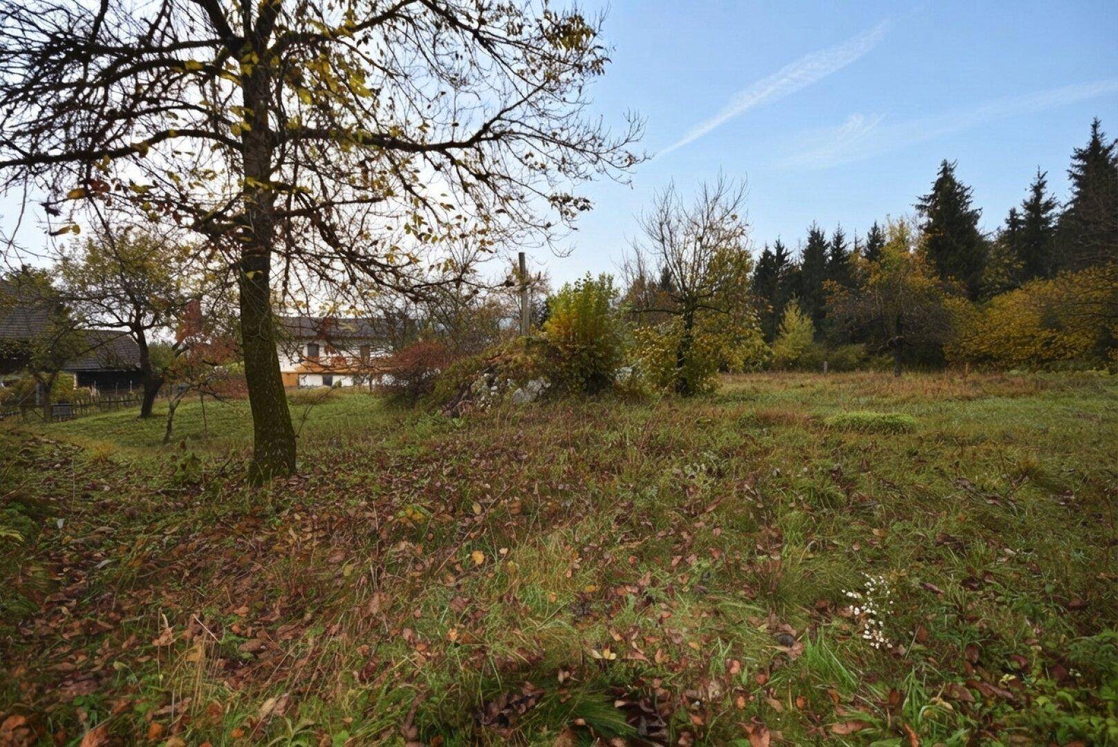 Herbstliches Grundstück mit trockenem Gras, Laubbäumen und einem Nadelwald im Hintergrund.