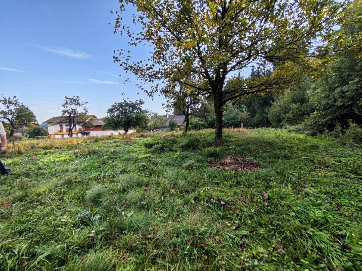 Offenes, grünes Grundstück mit einem großen Baum im Vordergrund und Häusern in der Ferne.