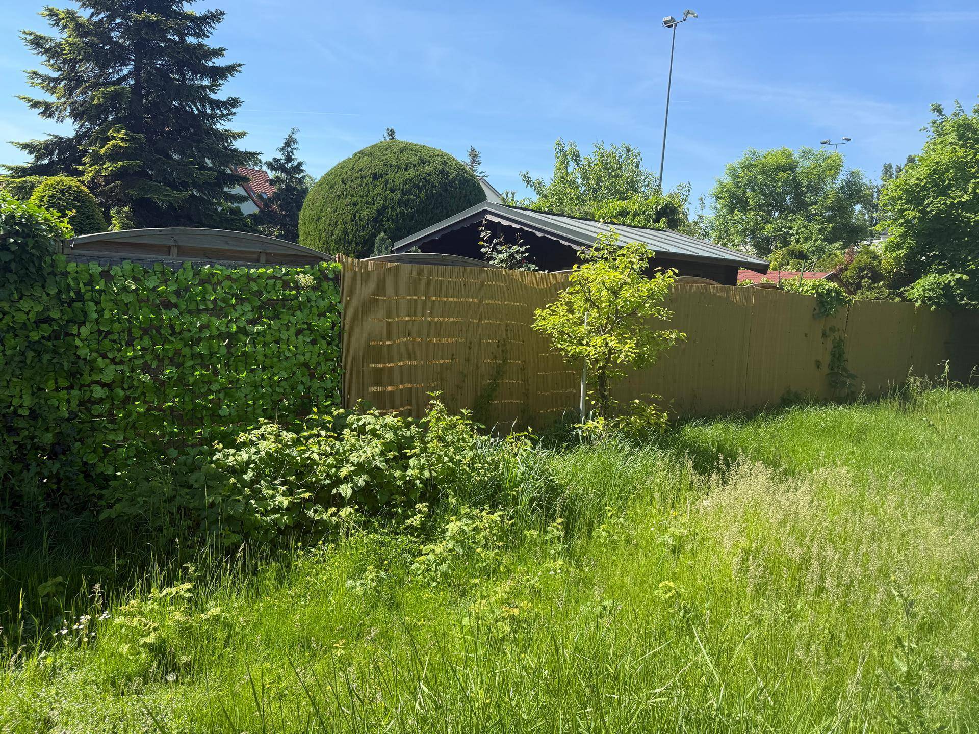 Sonnige Gartenfläche mit üppigem Grün, hohen Bäumen und einem Sichtschutzzaun.