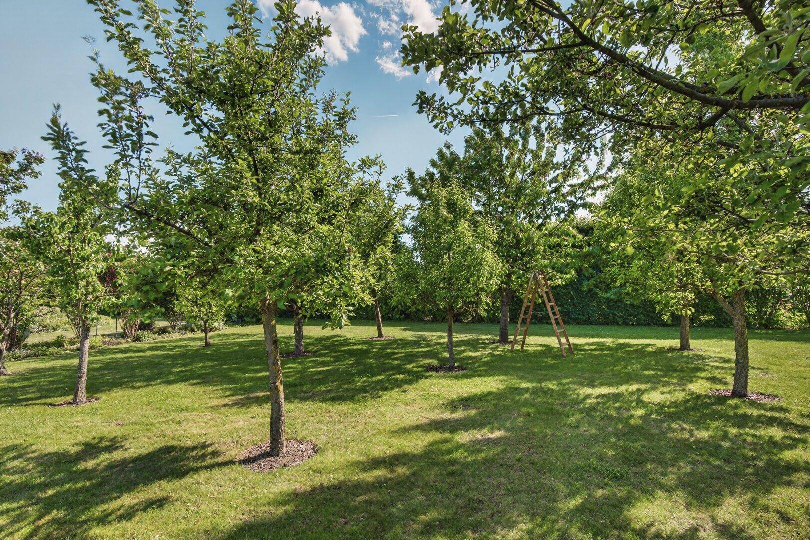 Idyllischer Obstgarten mit zahlreichen jungen Obstbäumen auf einer grünen Wiese und einer Holzleiter.