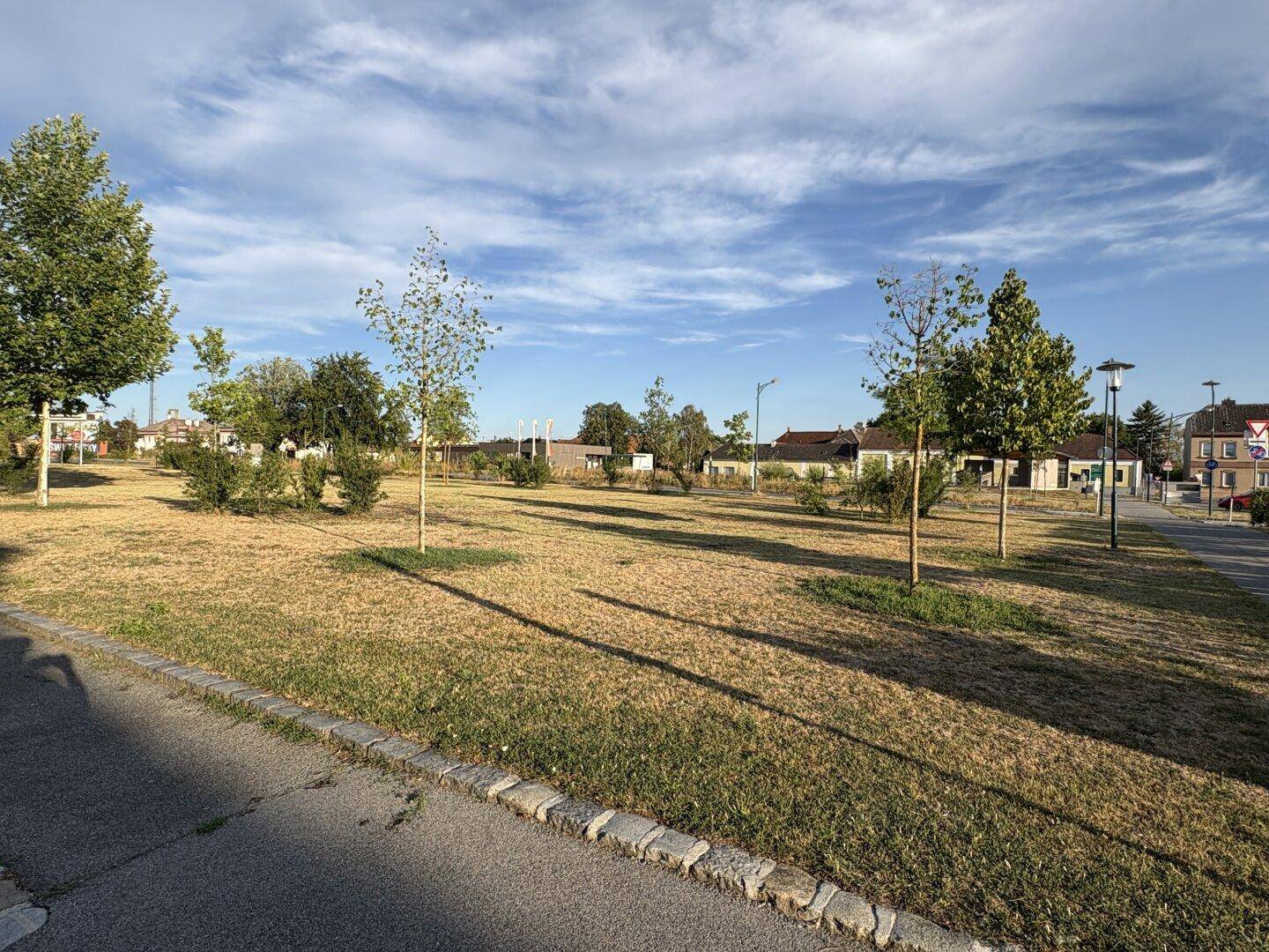 Weitläufige Grünfläche mit jungen Bäumen und trockenem Gras unter einem weiten Himmel.