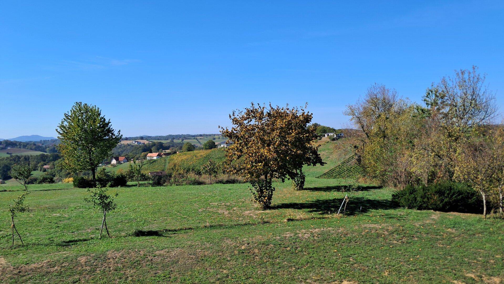Weitläufige grüne Landschaft mit einzelnen Bäumen und sanften Hügeln unter klarem Himmel.