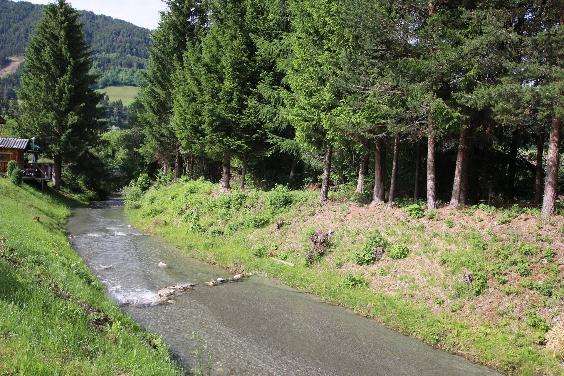 Natürlicher Bachlauf umgeben von dichtem Grün und hohen Bäumen, der sich durch die Landschaft schlängelt.