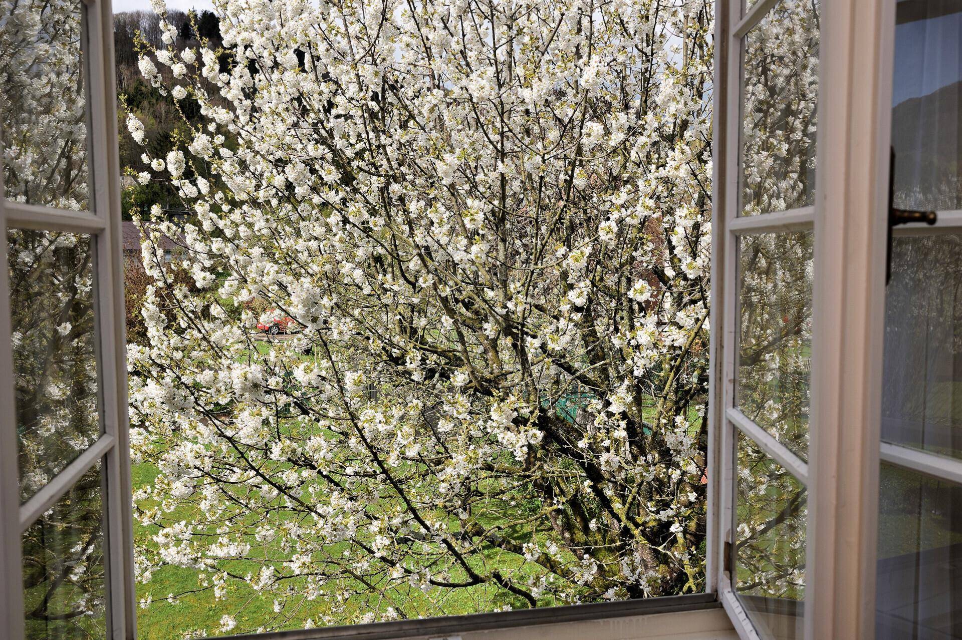 Blick aus dem Fenster auf blühende Bäume und den grünen Garten.