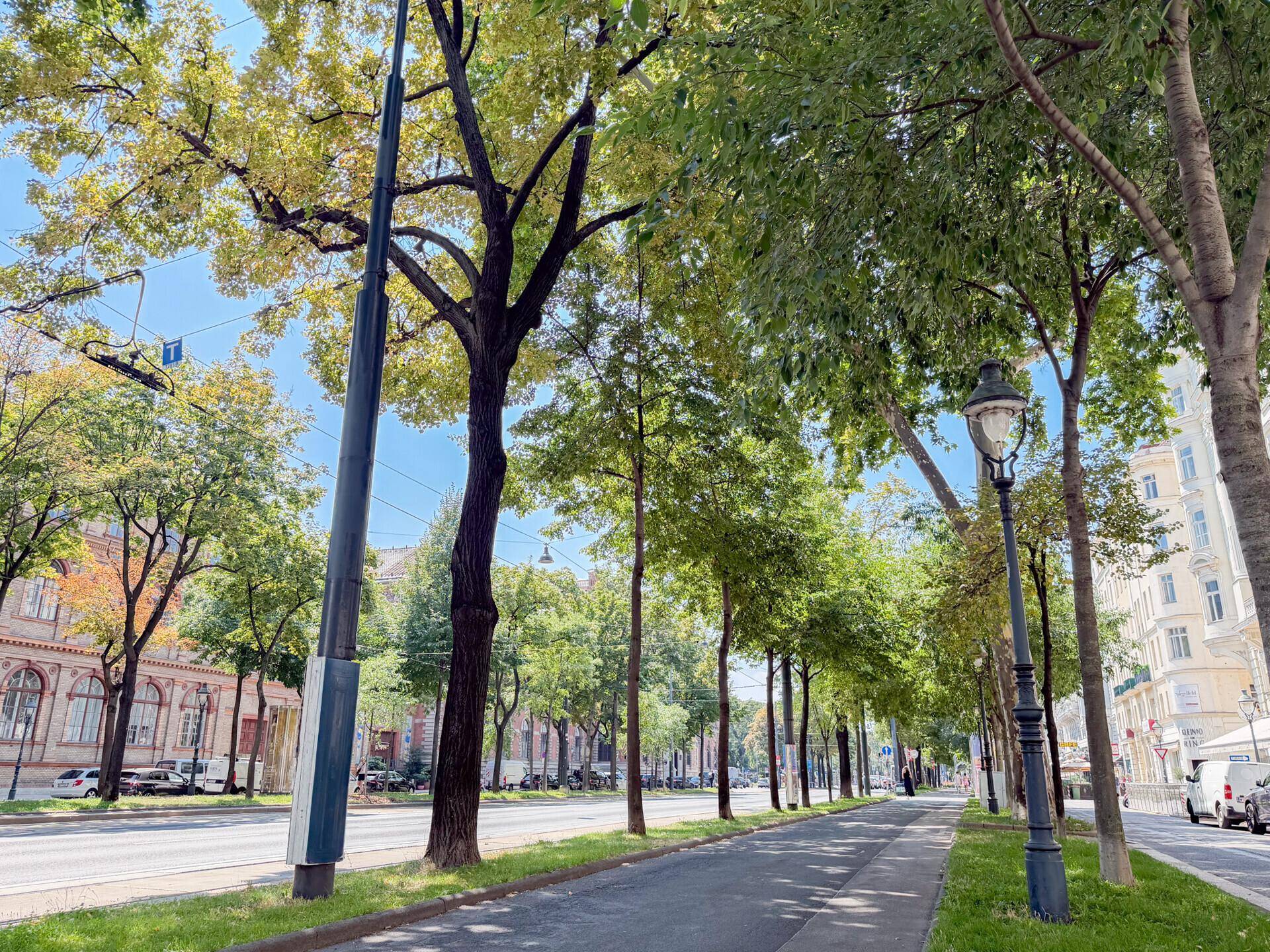 Baumgesäumte Allee mit breitem Bürgersteig und klassischer Straßenlaterne an einem sonnigen Tag.