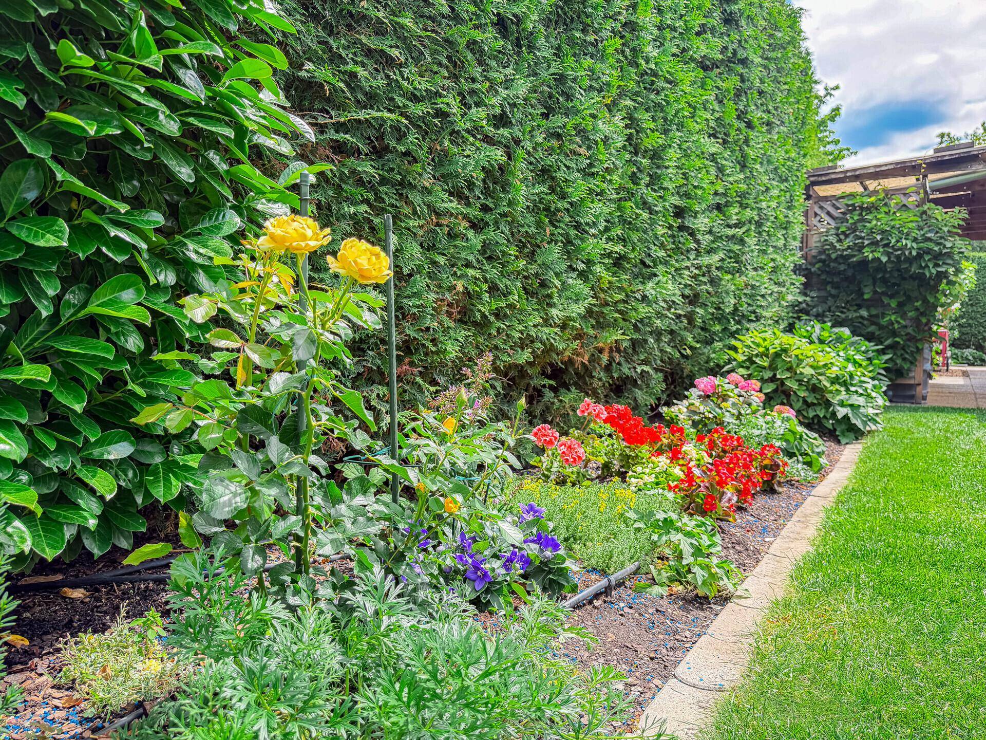 Farbenfrohes Blumenbeet mit gelben Rosen und verschiedenen Pflanzen vor einer hohen Hecke.