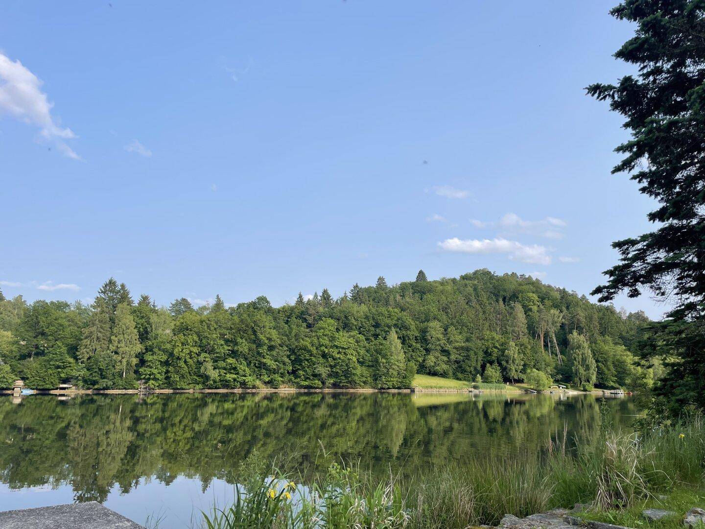 Ruhiger See umgeben von dichtem Wald unter klarem Himmel, eine idyllische Naturlandschaft.