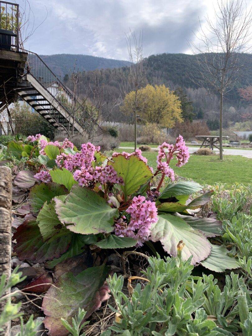 Blühende Pflanzen im Vordergrund mit einem Gartenweg und Bergen im Hintergrund.
