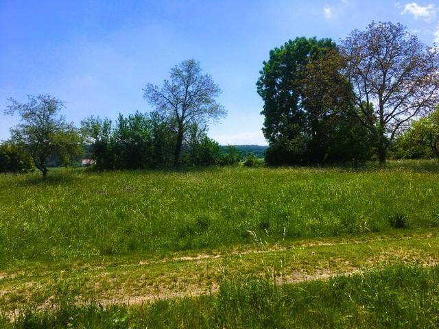Sonnige Landschaft mit üppigem Grün, hohen Bäumen und weitem Blick in die Natur.