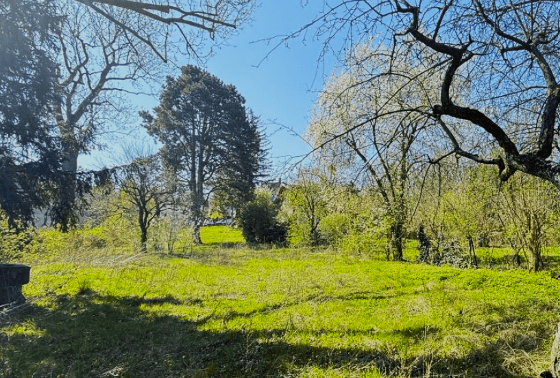 Großzügige Grünfläche mit altem Baumbestand unter strahlend blauem Himmel.