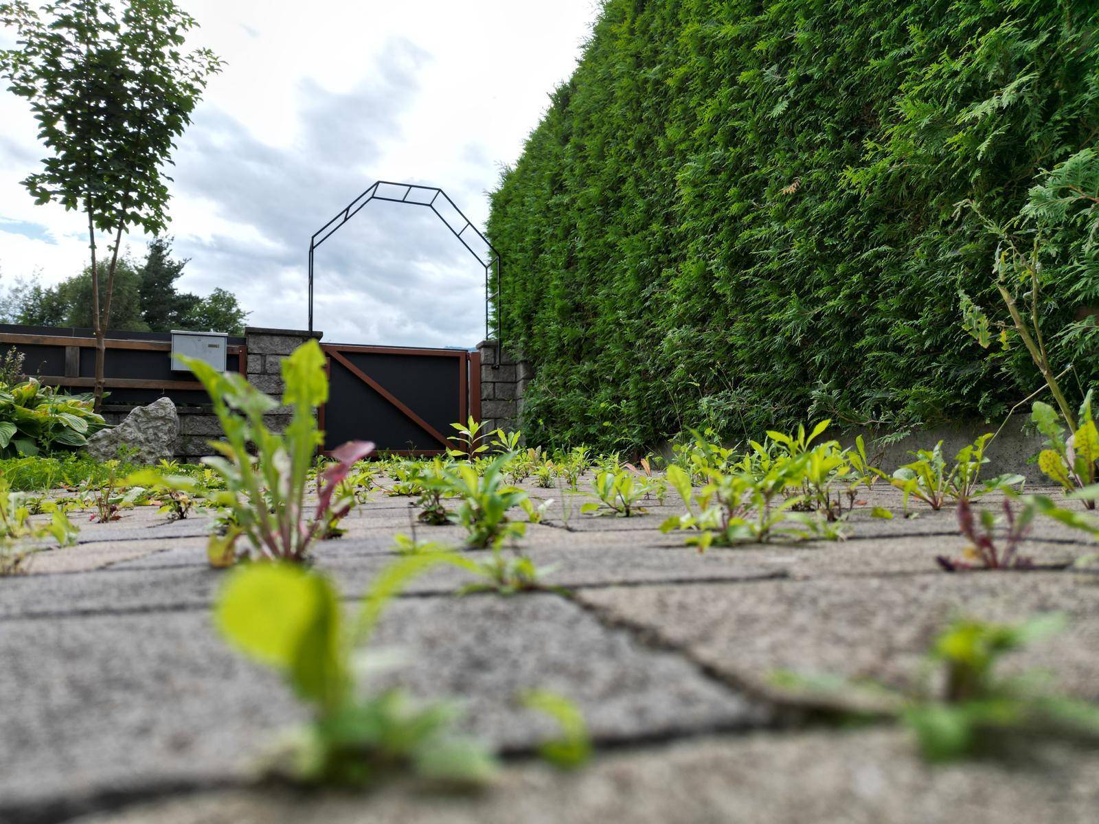 Gepflasterter Gartenweg mit jungen Pflanzen und hoher Hecke im Hintergrund.
