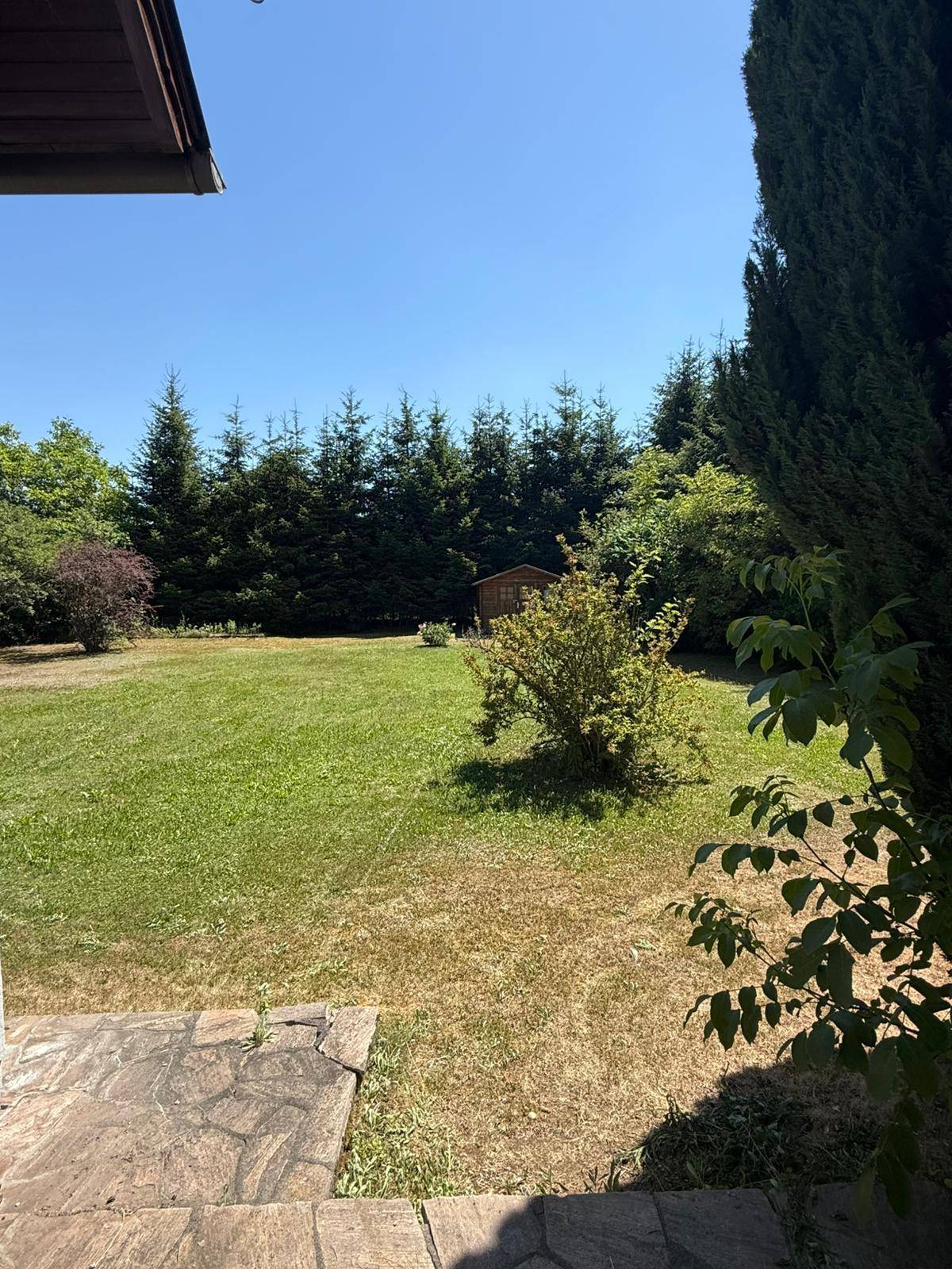 Großer, sonniger Garten mit Rasenfläche, umgeben von hohen Nadelbäumen und einem kleinen Gartenhaus.