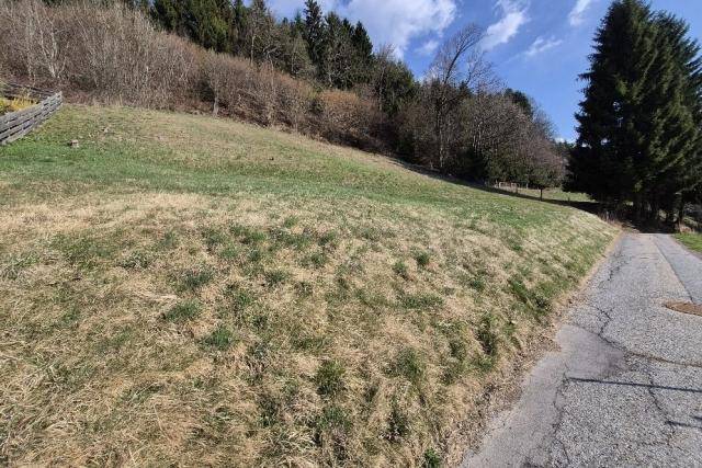 Grüne Wiese an einem Hang mit einem schmalen Weg und dichtem Wald im Hintergrund unter blauem Himmel.