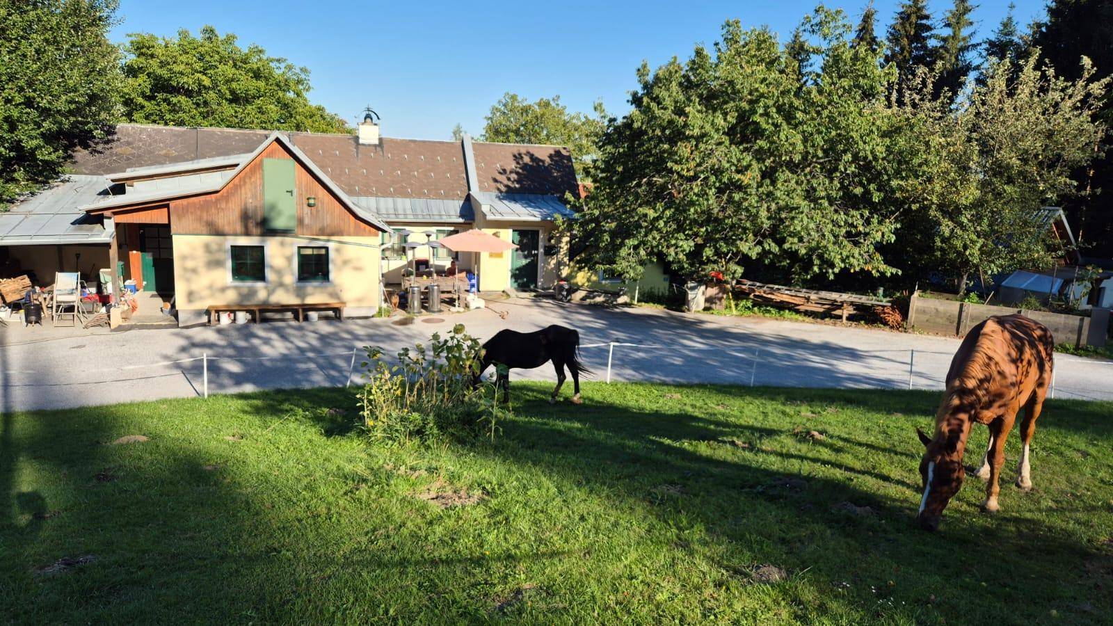 Sonniges Anwesen mit traditionellen Gebäuden und Pferden auf der grünen Wiese, umgeben von Wald.