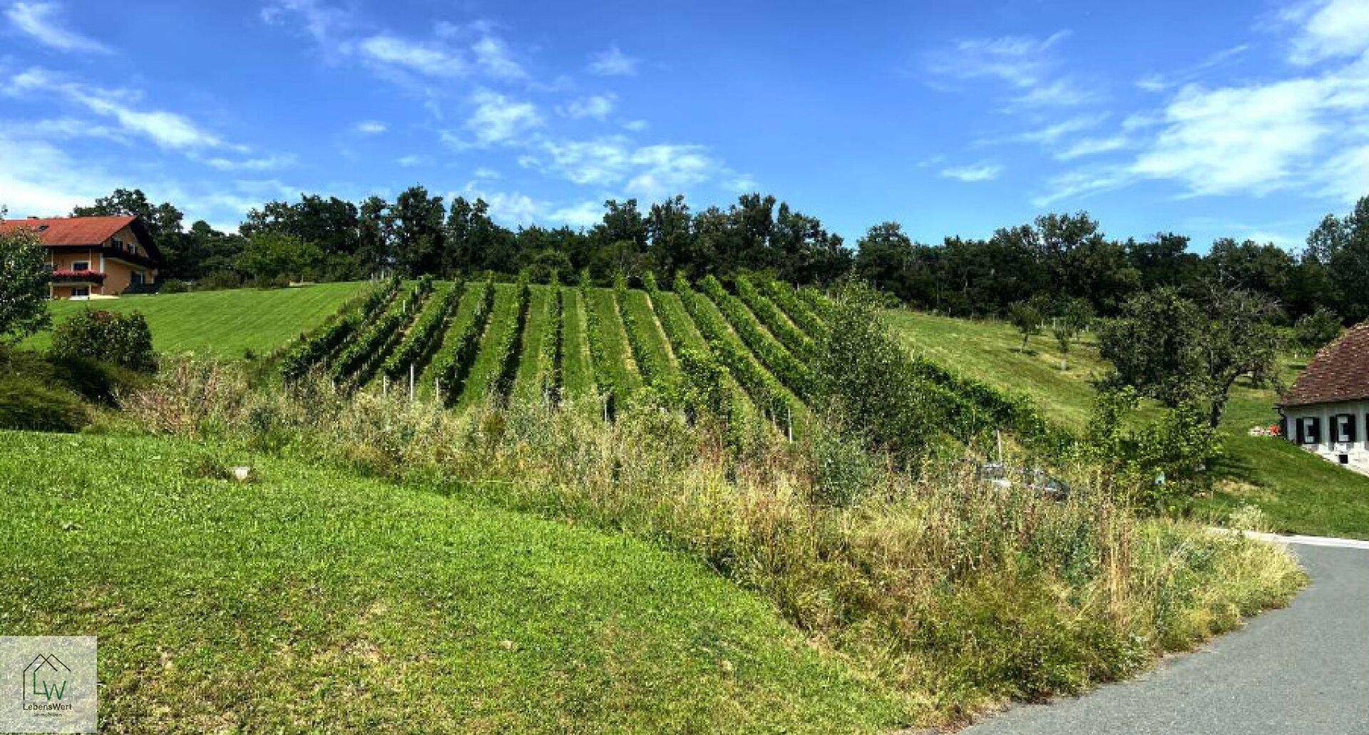 Weitläufige Weinberge unter blauem Himmel mit vereinzelten Häusern in der malerischen Landschaft.