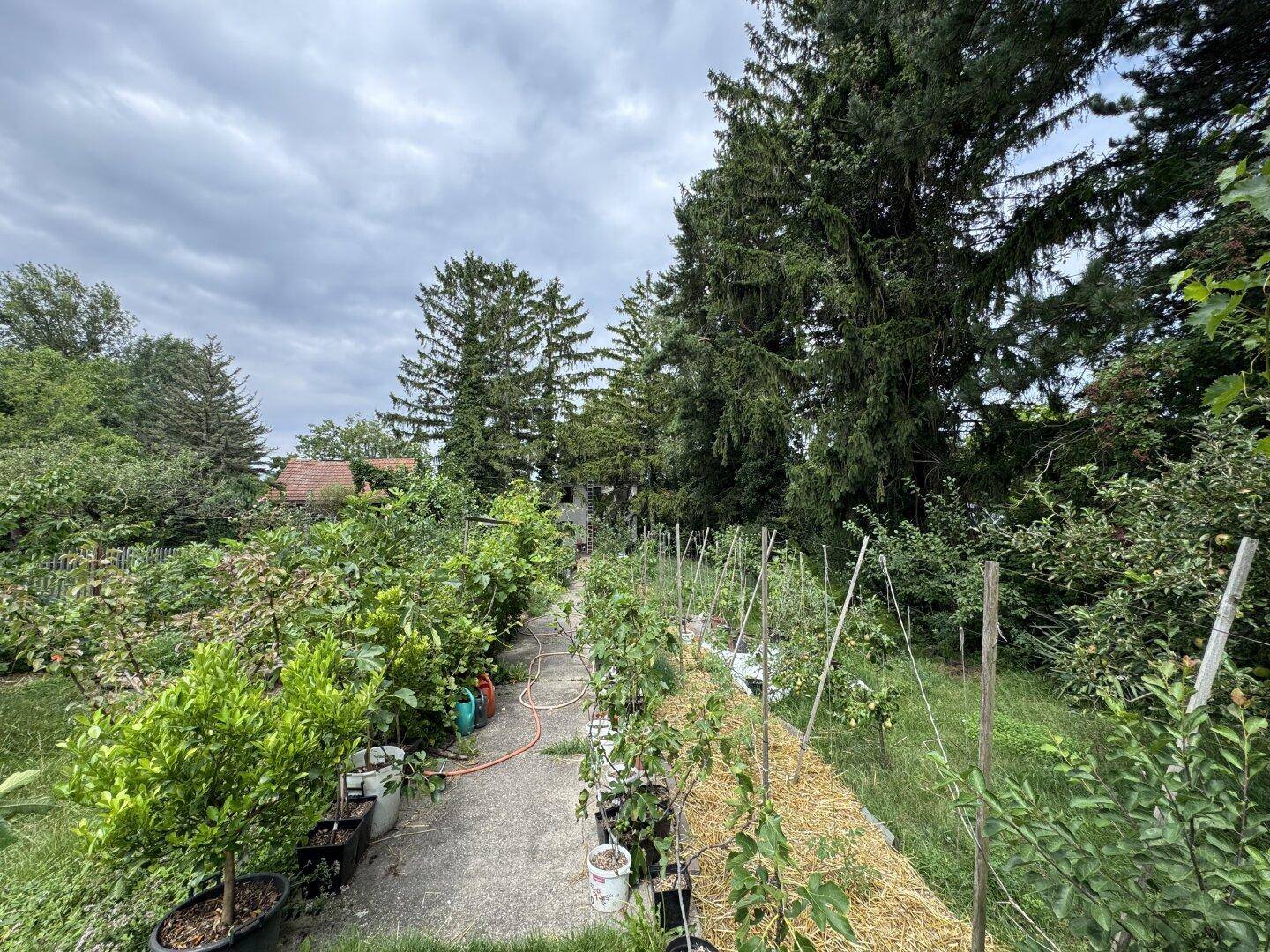 Weiterer Blick auf den Gartenweg, umgeben von Topfpflanzen, jungen Bäumen und Strohmulch.