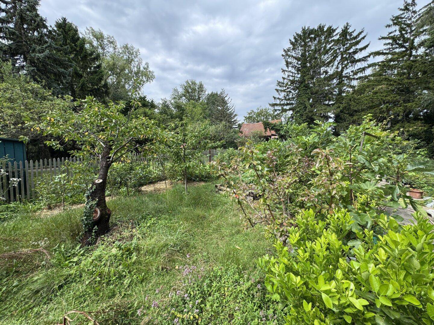 Weitläufiger Gartenbereich mit verschiedenen Bäumen, Sträuchern und hohem Gras, umgeben von Natur.