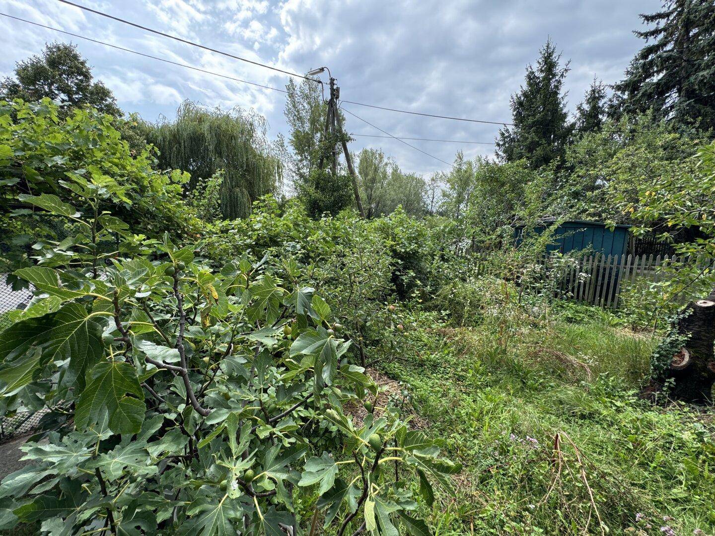 Dichter, verwilderter Gartenbereich mit Feigenbäumen im Vordergrund und einem kleinen blauen Schuppen.