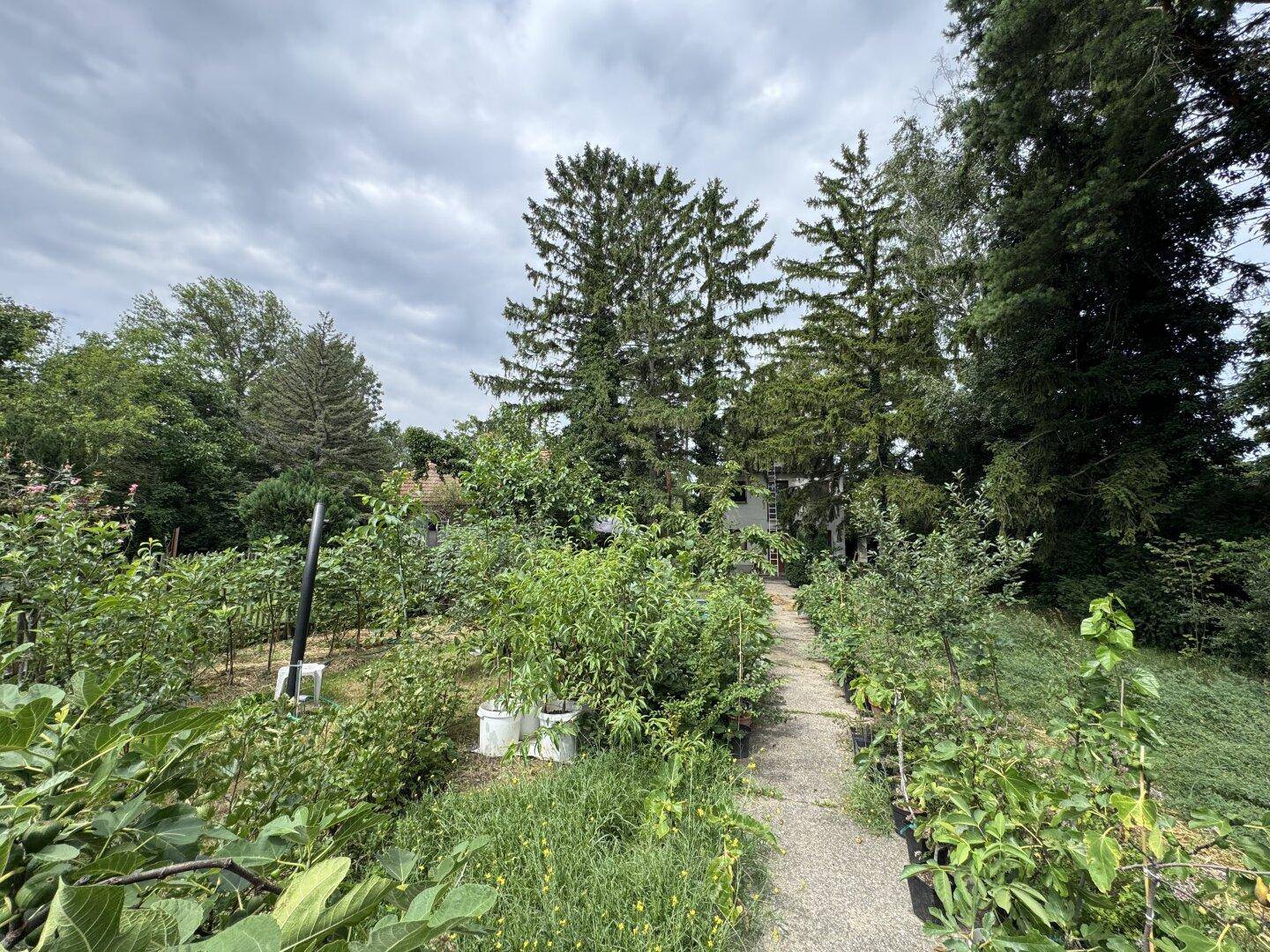 Gartenweg führt durch einen üppigen Garten mit vielen Topfpflanzen und jungen Obstbäumen.