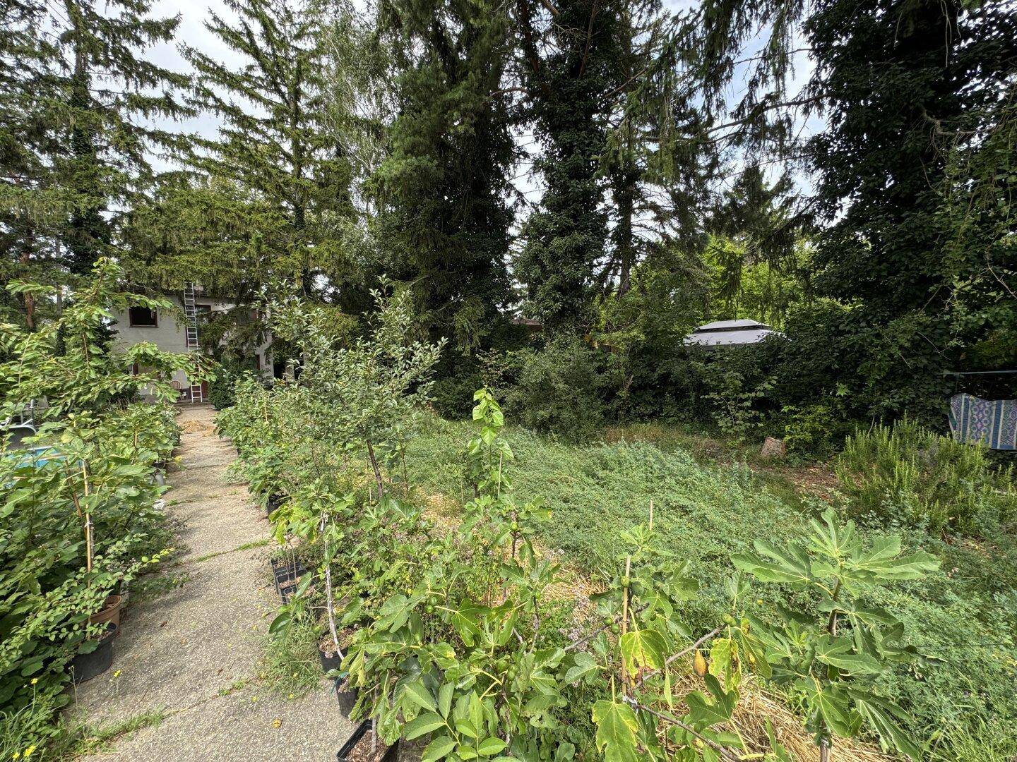 Gartenweg führt zum hinteren Bereich des Grundstücks, gesäumt von Topfpflanzen und Bäumen.