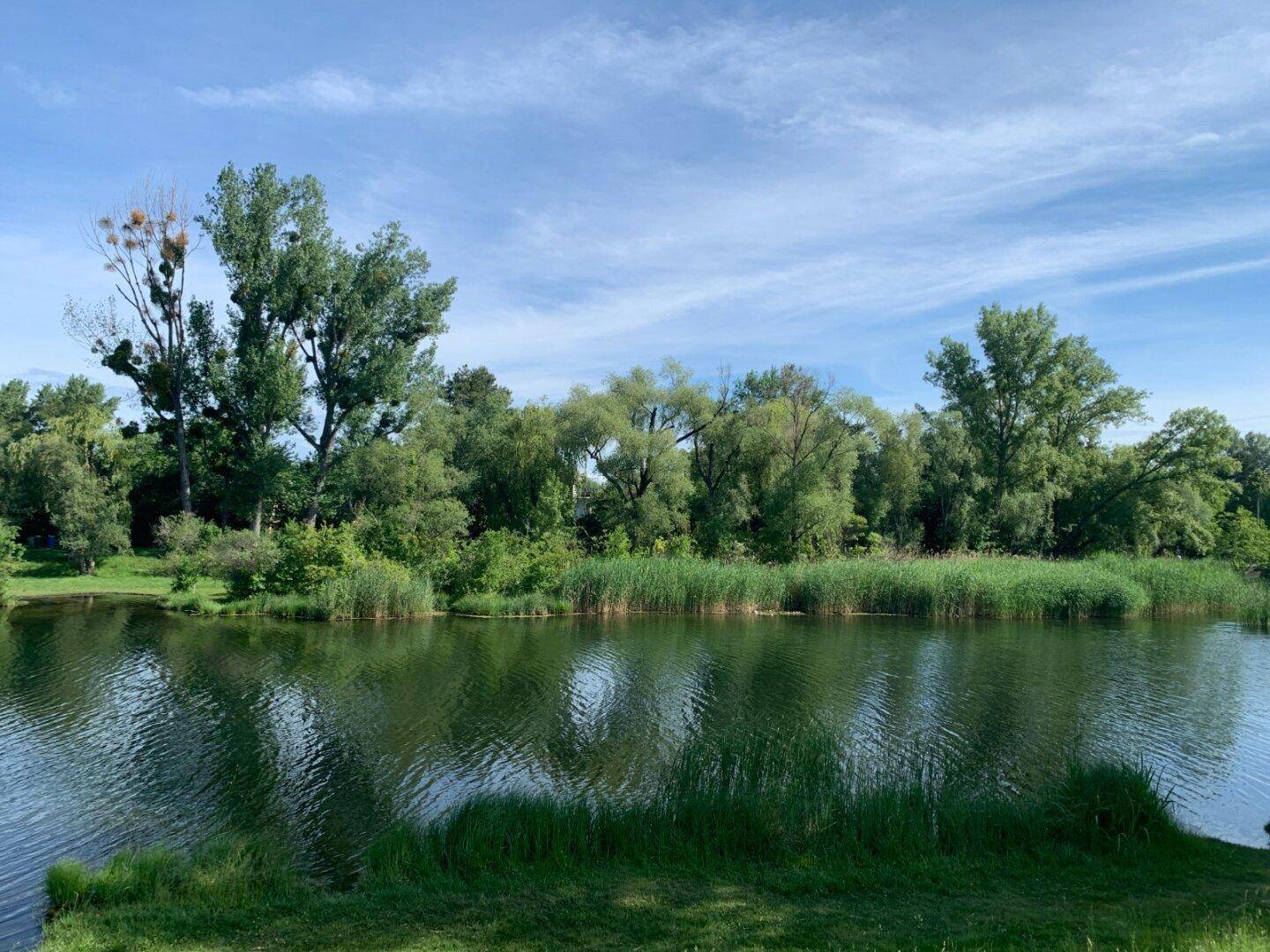 Weitläufiger Blick auf den See, umgeben von Bäumen und Schilf unter einem strahlend blauen Himmel.