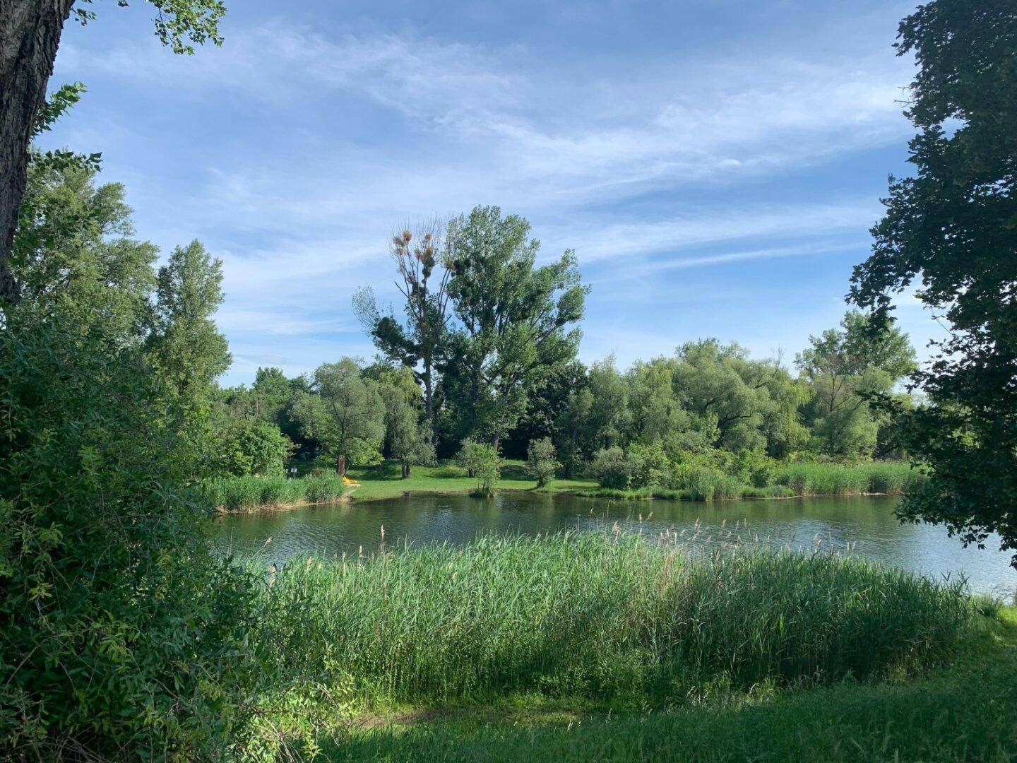 Panoramablick auf den See mit üppiger Vegetation und einem großen Baumast im Vordergrund.