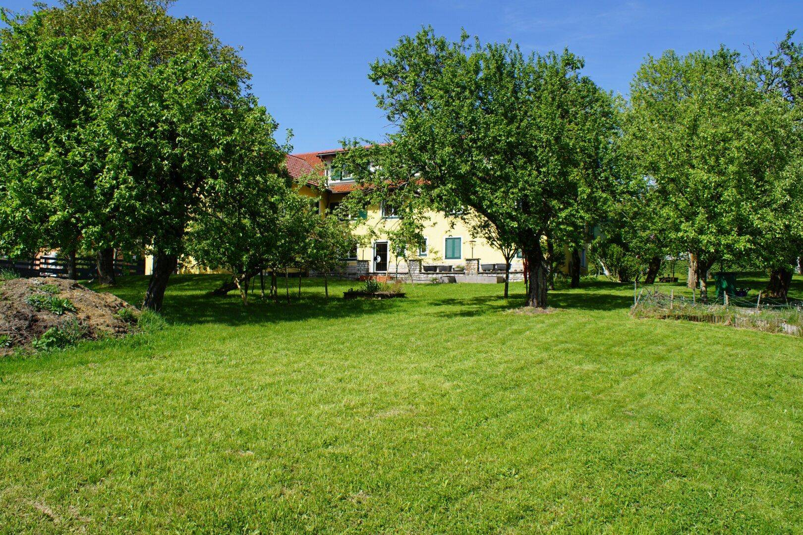 Große, gepflegte Rasenfläche im Garten mit Obstbäumen und dem gelben Haus im Hintergrund.