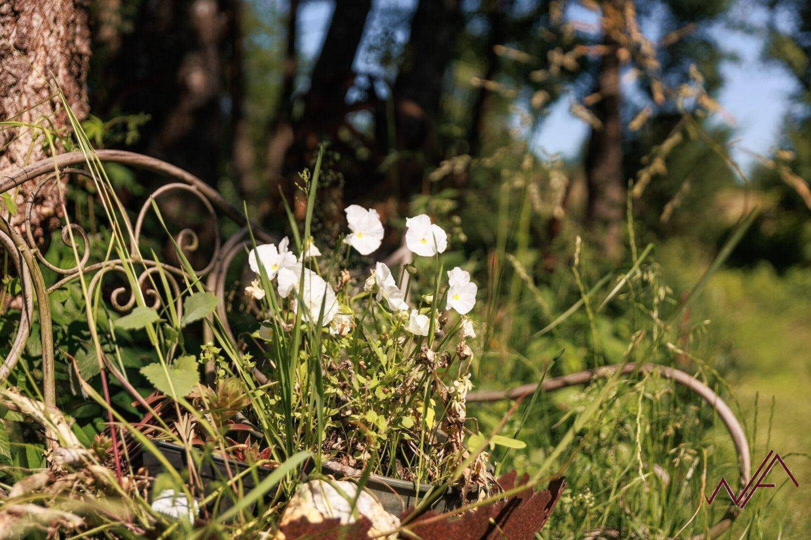 Nahaufnahme von weißen Blüten und üppigem Grün in einem rustikalen Gartenambiente.
