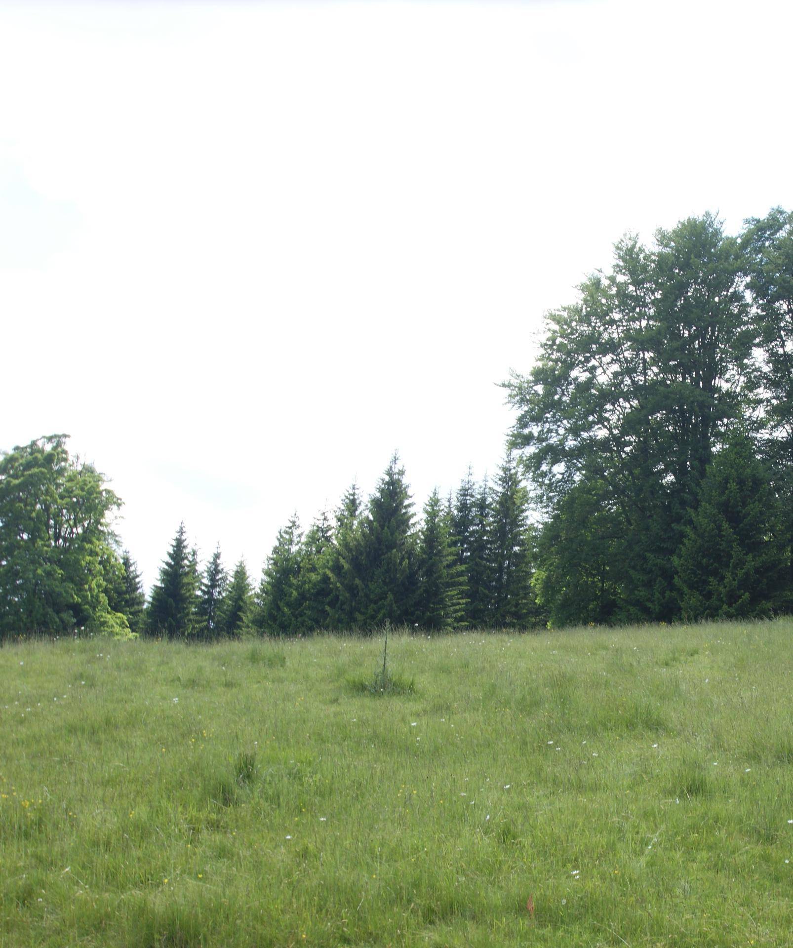 Weitläufige grüne Wiese mit hohen Bäumen im Hintergrund unter einem hellen Himmel.