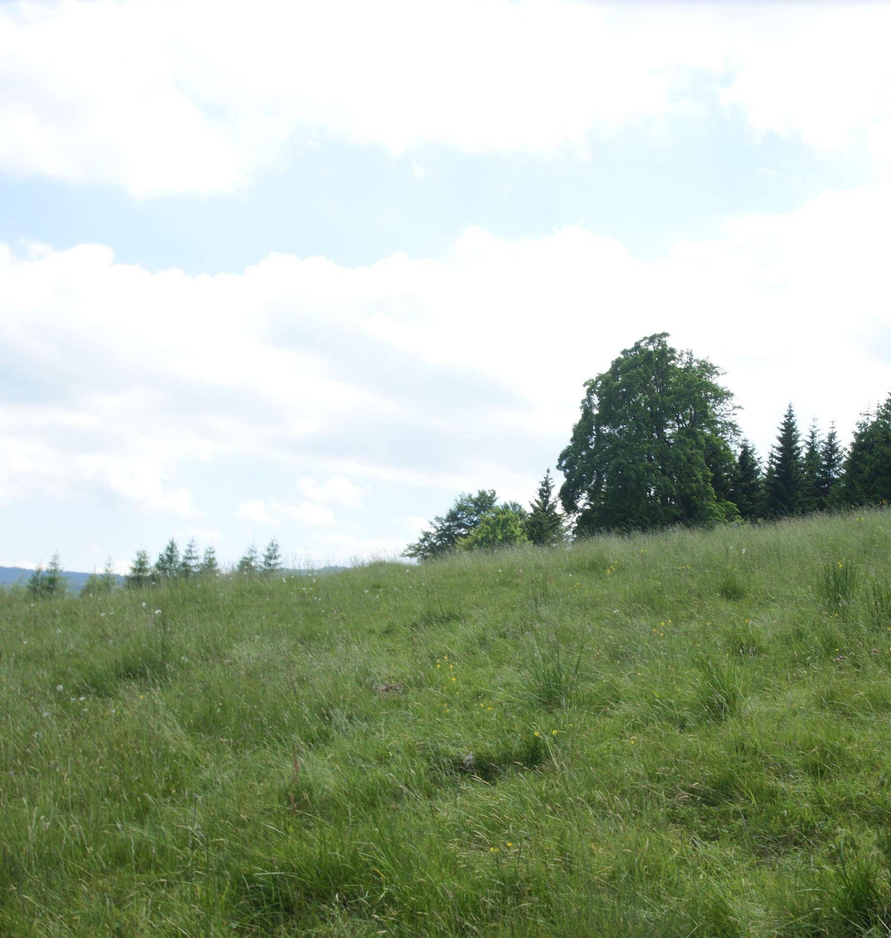 Grüne Wiese mit hohem Gras und vereinzelten Bäumen am Horizont unter einem bewölkten Himmel.