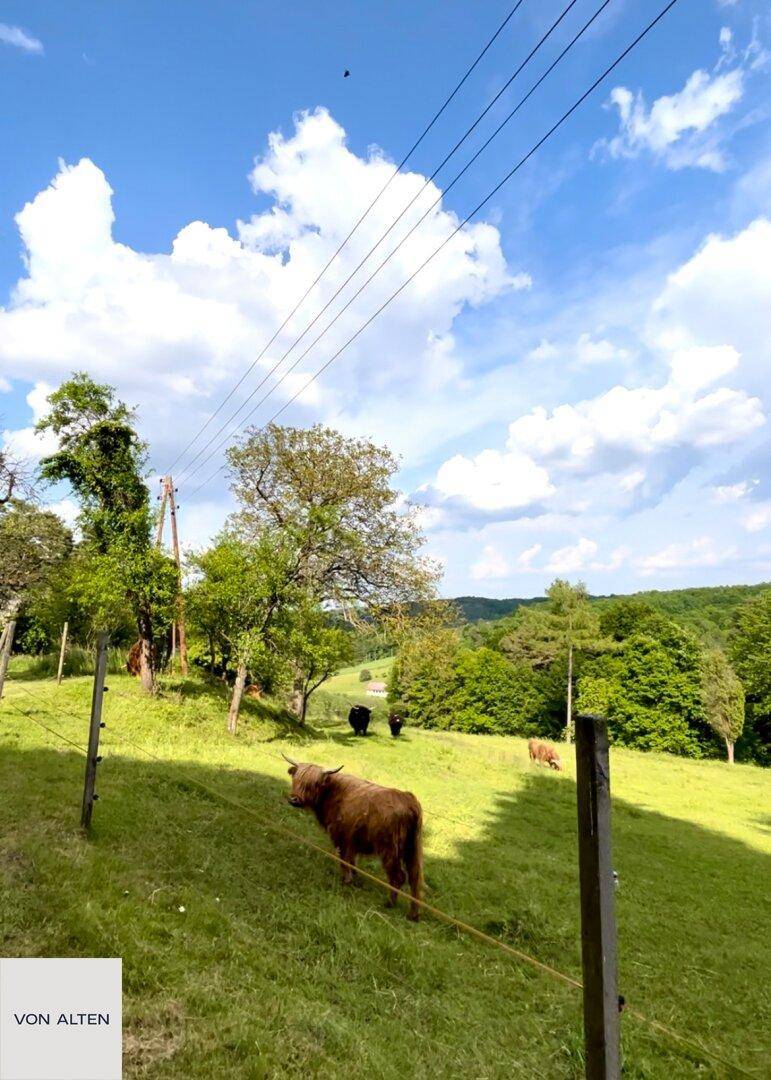 Weitläufige grüne Hügellandschaft mit grasenden Kühen unter blauem Himmel.