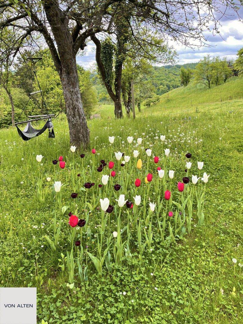 Bunte Tulpen blühen in einem weitläufigen Garten mit grünen Hügeln und Bäumen im Hintergrund.