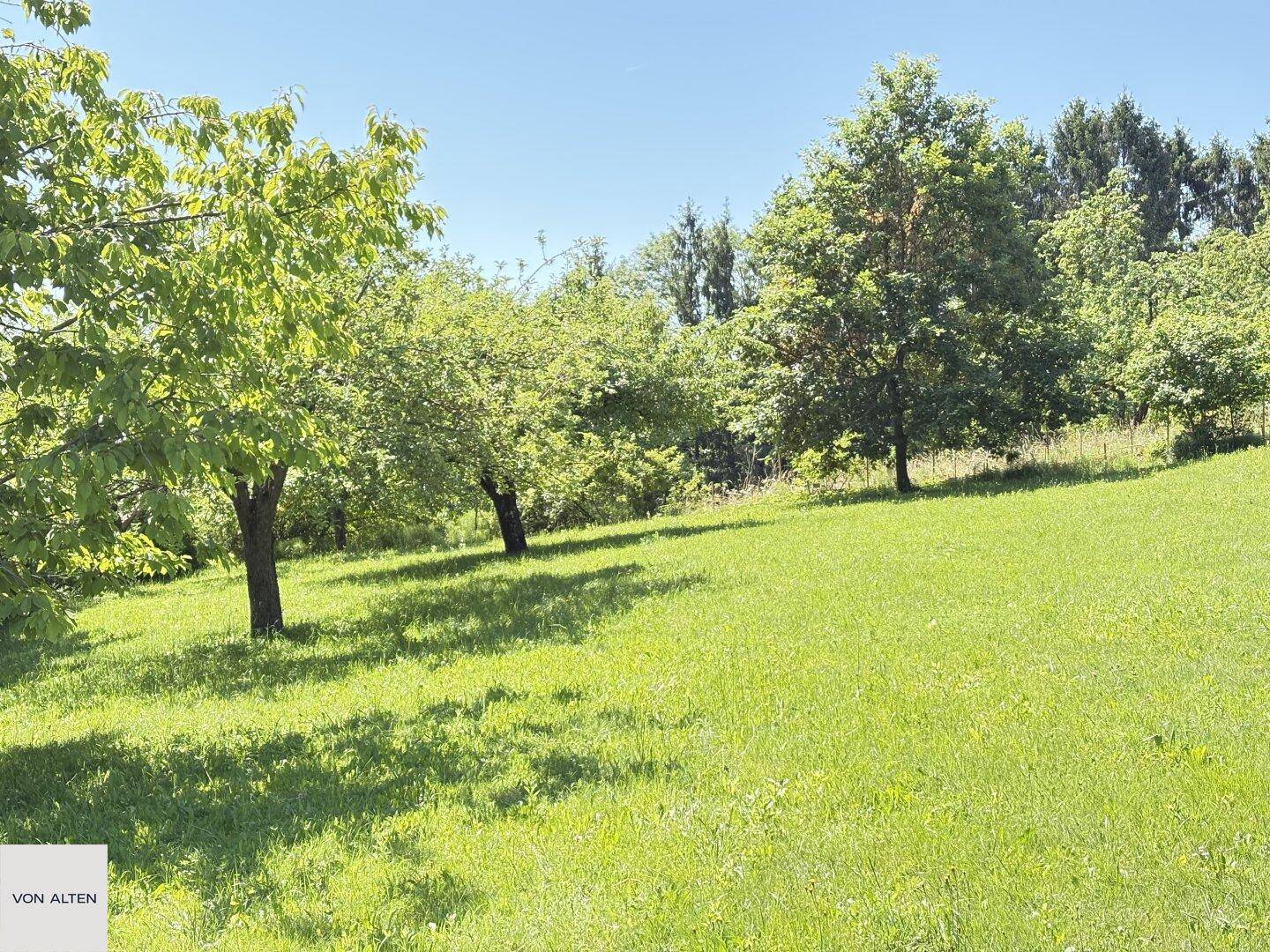 Sonnige grüne Wiese mit mehreren Obstbäumen und sanften Hügeln im Hintergrund.