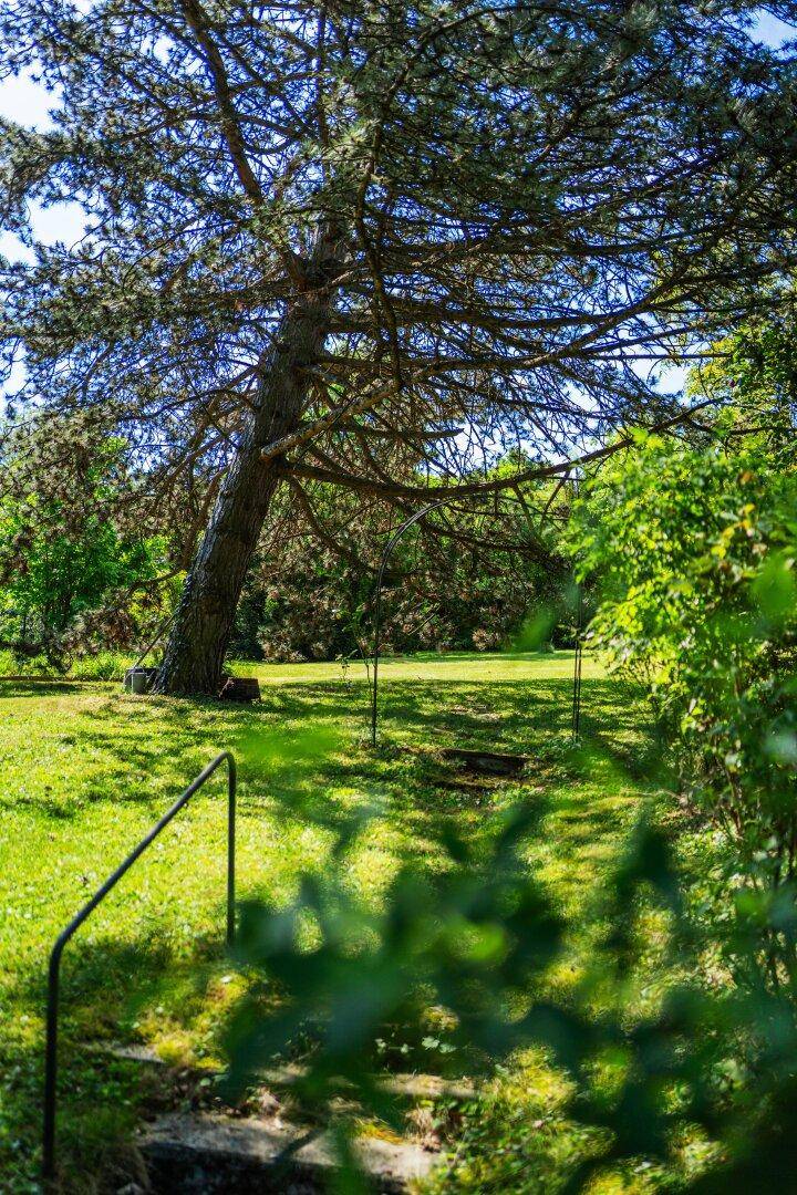 Weitläufiger Gartenbereich mit altem Baum und grüner Rasenfläche unter blauem Himmel.