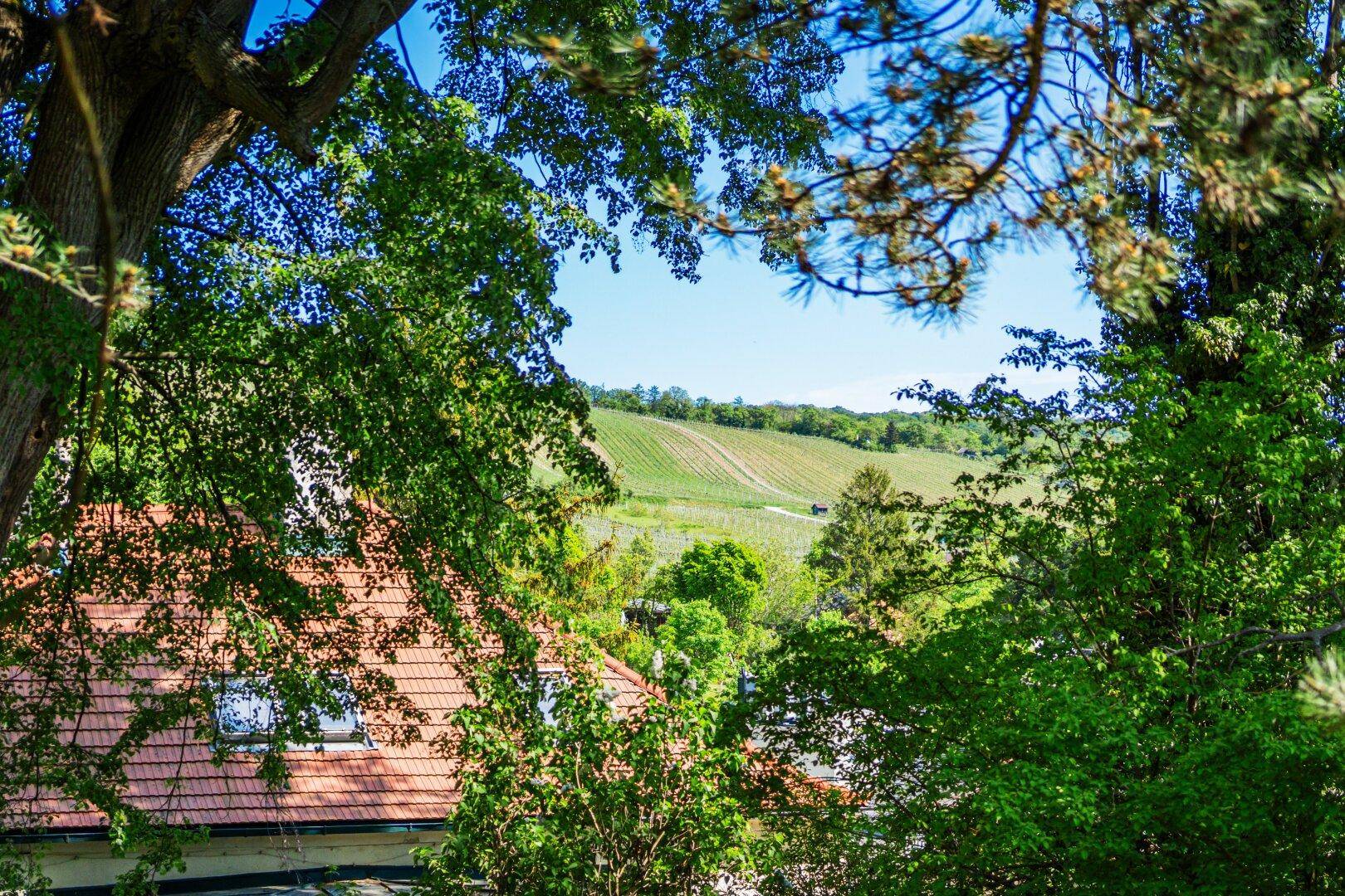 Malerischer Blick auf Weinberge und grüne Hügel durch die Baumwipfel.