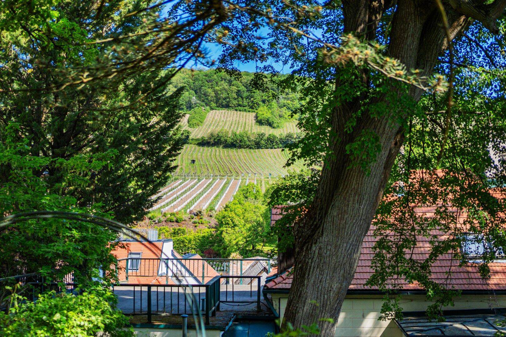 Panoramablick auf die umliegenden Weinberge und Dächer, eingerahmt von Bäumen.