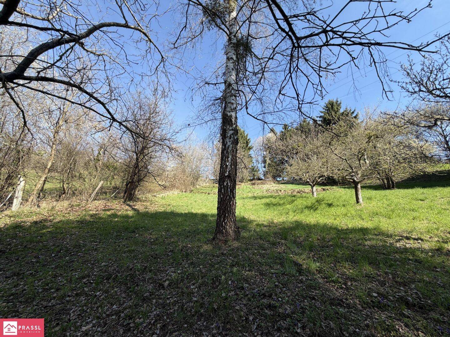 Idyllische Grünfläche mit Bäumen und Sträuchern, ideal für Erholung im Freien.