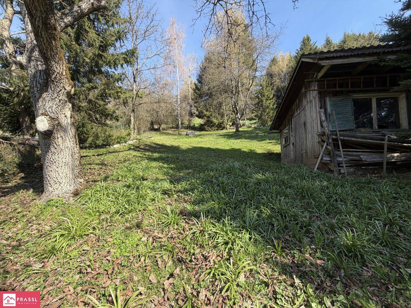 Naturbelassener Gartenbereich mit altem Baumbestand und einem kleinen Holzschuppen.