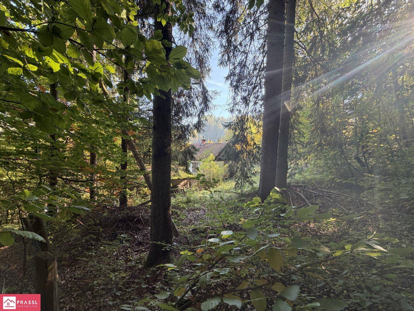 Ansicht vom Wald