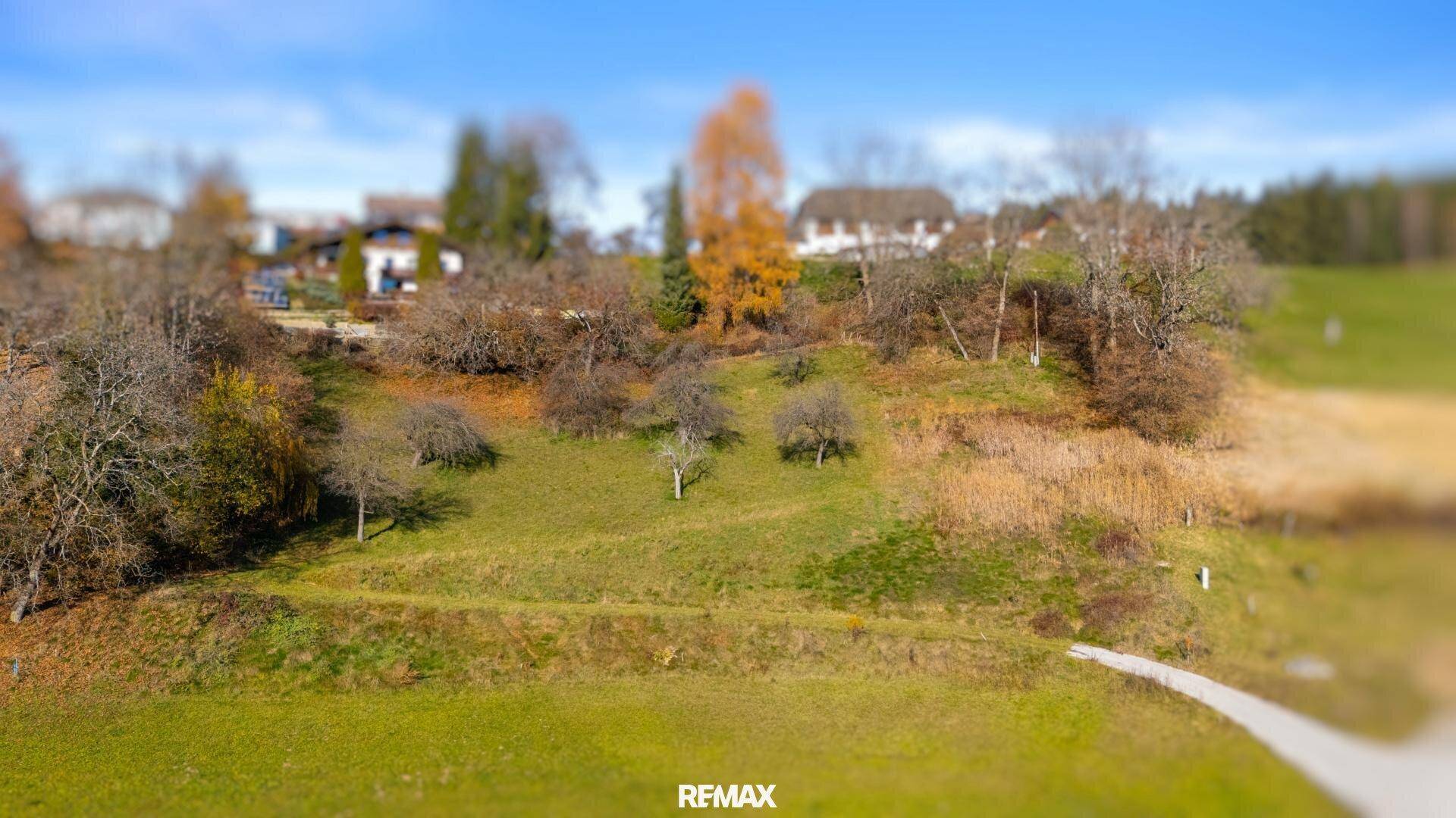 Blick auf ein leicht hügeliges Grundstück mit vereinzelten Obstbäumen und herbstlicher Vegetation.